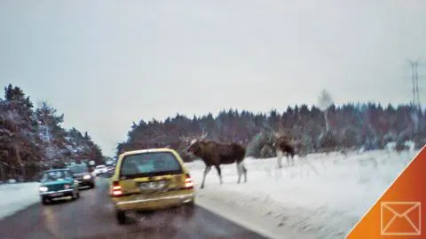 Spacer łosi pośród samochodów