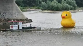 Gigantyczna kaczka na Wiśle