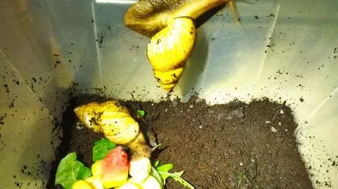 Gigaślimaki porzucone na klatce schodowej. "Potrafią urosnąć do pół kilograma wagi"