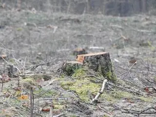 Wycinka na terenie Leśnictwa Zbójna Góra