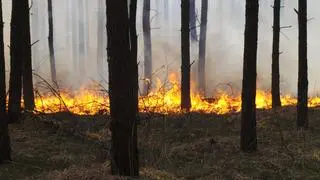 Pożar lasu w Kobyłce