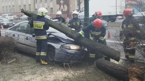 Radiowóz skosił drzewo. Policjanci ranni, auto do kasacji