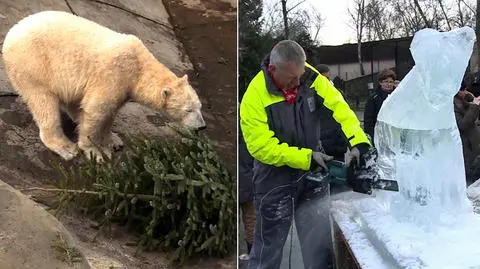 Zabawy, karmienie i lodowe rzeźby. Dzień Niedźwiedzia Polarnego w zoo