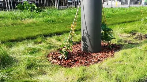 Tramwajarze zapowiadają: słupy mają wyglądać jak wielkie pergole