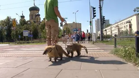 Przygarnął dwa ostronosy. "Nie takie niewiniątka, na jakie pozują"