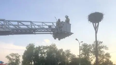 Bocian nie mógł odlecieć z gniazda, pomogli strażacy