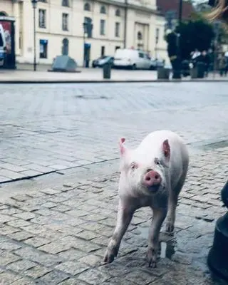 Pani Alicia kupiła Pupcię na początku marca