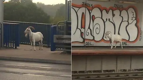 Stoi na stacji... koza