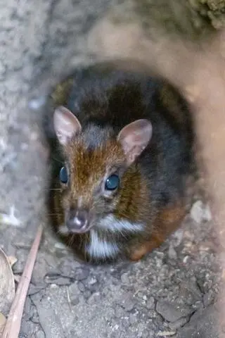 W stołecznym zoo urodził się kolejny myszojeleń