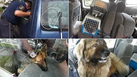 Wycieńczone psy i koty w nagrzanym samochodzie