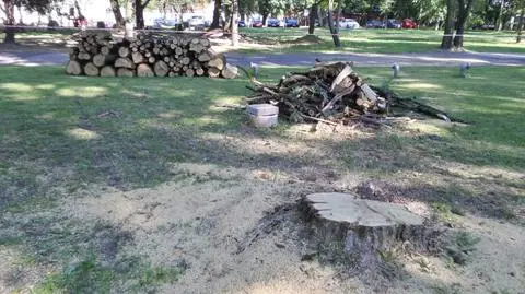 Wycięli drzewa przed Zamkiem Ujazdowskim
