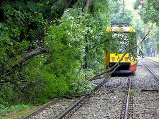 Gałęzie zablokowały przejazd dla tramwajów 