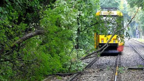 Drzewo spadło na trakcję tramwajową przy Szpitalu Bielańskim