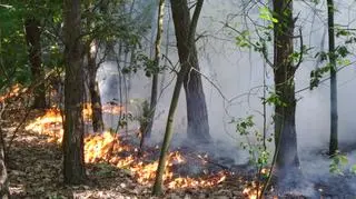 Pożar lasu na Bielanach