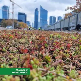 Tramwajarze zazieleniają torowisko 