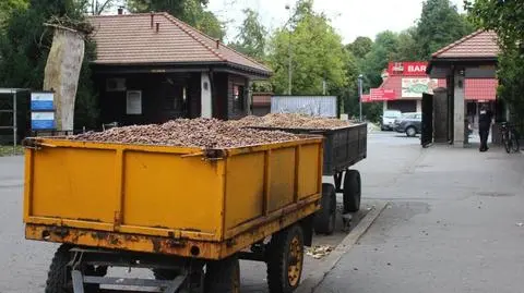 Zoo już nie chce żołędzi dla podopiecznych