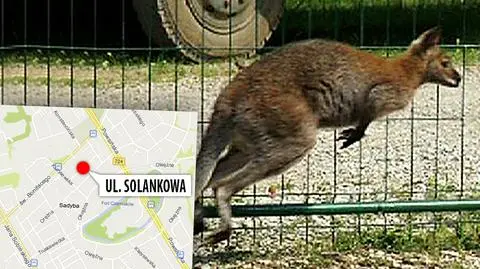 Znów widziano kangura na Sadybie. "Myślałem, że to pies"