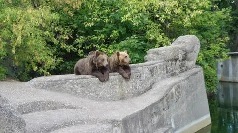 Szukają chętnego na remont wybiegu dla miśków