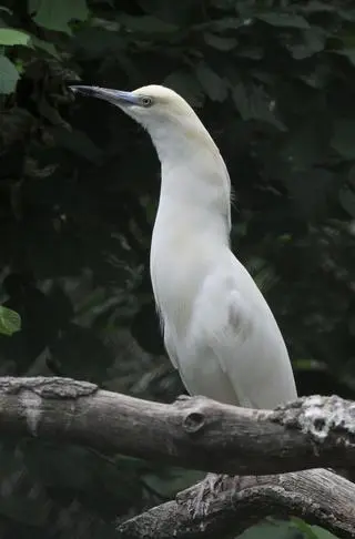 Para czapli malgaskich zamieszkała w zoo