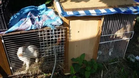 Klatki z wózków sklepowych. Trzymał tak 32 króliki