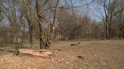 Wytną drzewa przy Polu Mokotowskim. Ochocianie: to dopiero początek