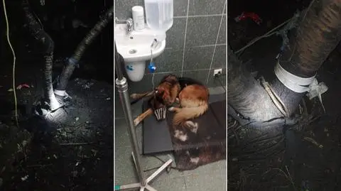Wychudzony, opuszczony, przywiązany do drzewa pies. Trafił do schroniska