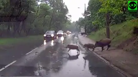 Klasyka gatunku. Wataha dzików pokonuje Klasyków