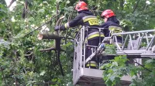 Złamany konar na Mokotowie 