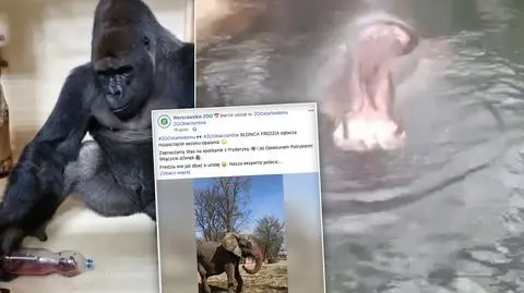 Co się dzieje w zoo? Dzień z życia można zobaczyć online