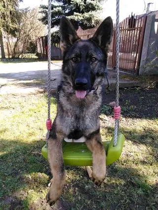 Prima pomoże policjantom w Garwolinie