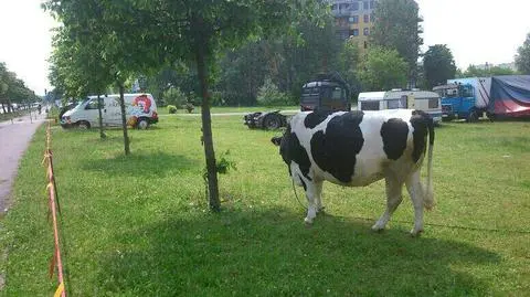 Krowa w wielkim mieście. Przyciąga ludzi do cyrku?