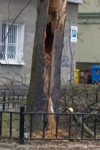 Spróchniałe drzewo zagrażało przechodniom 