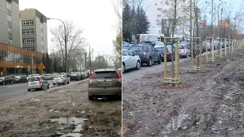 Koniec z dzikim parkowaniem. Drzewa zamiast samochodów