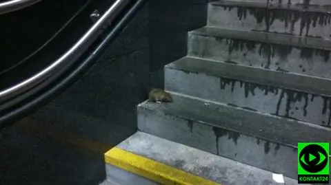 O szczurze, który mieszkał w metrze. "To jedyny taki przypadek"