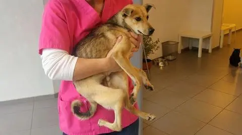 Znaleźli go na polu kukurydzy, z łapą wykręconą o 180 stopni