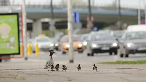 Ciężki los nurogęsi z Łazienek: toną w błocie, giną pod kołami
