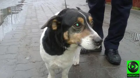 Pies-podróżnik nie chciał wysiąść z pociągu. Pojechał do stolicy