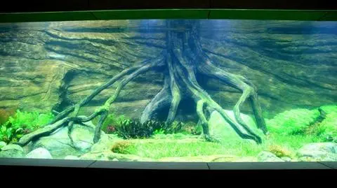 Nowa atrakcja w zoo. "Prace dobiegają końca"