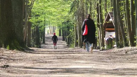 Szlaki turystyczne i atrakcje Lasu Kabackiego. Jak zaplanować trasę?