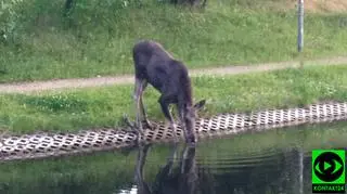 Młody łoś na Bemowie