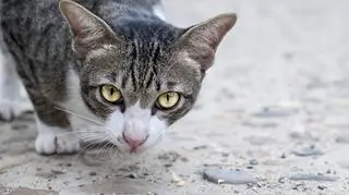 Miasto pomaga dzikim kotom