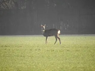 Stado saren przy Południowej Obwodnicy Warszawy