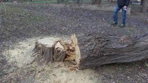 Zapalą znicze dla wyciętych drzew w Ogrodzie Krasińskich