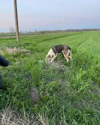 Policja szuka osoby odpowiedzialnej za śmierć psa