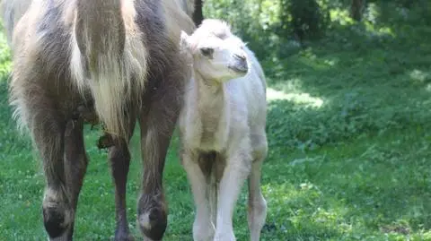 Oto Maniek, nowy mieszkaniec zoo. "Zaskoczył nas wyjątkowo jasnym kolorem wełny"