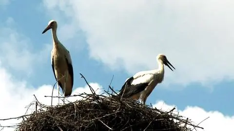 Apteka przy ul. Światowida