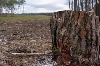 Wycinka w Mazowieckim Parku Krajobrazowym