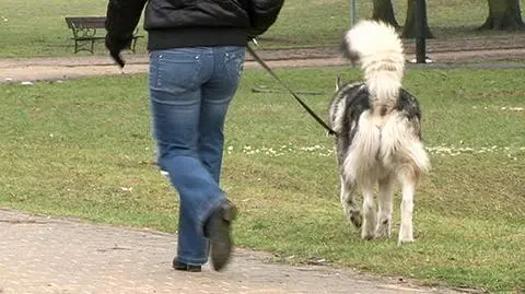 Nie mogą wlepiać mandatów za niesprzątanie po psach