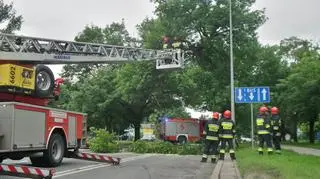 Wycinka drzewa na ulicy Jagiellońskiej