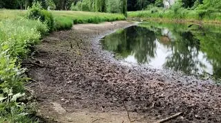 W stawie na terenie Parku Sieleckiego opadła woda